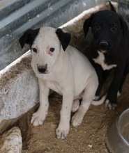 RONNY, Hund, Mischlingshund in Griechenland - Bild 16