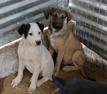 RONNY, Hund, Mischlingshund in Griechenland - Bild 17