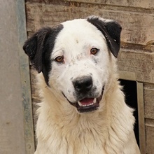 RONNY, Hund, Mischlingshund in Griechenland - Bild 18