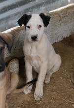 RONNY, Hund, Mischlingshund in Griechenland - Bild 2
