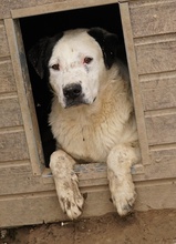 RONNY, Hund, Mischlingshund in Griechenland - Bild 20