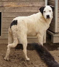 RONNY, Hund, Mischlingshund in Griechenland - Bild 21