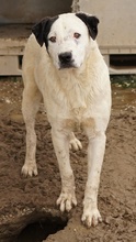 RONNY, Hund, Mischlingshund in Griechenland - Bild 23