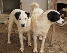 RONNY, Hund, Mischlingshund in Griechenland - Bild 24