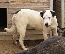 RONNY, Hund, Mischlingshund in Griechenland - Bild 25