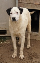 RONNY, Hund, Mischlingshund in Griechenland - Bild 26