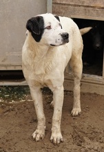 RONNY, Hund, Mischlingshund in Griechenland - Bild 27