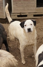 RONNY, Hund, Mischlingshund in Griechenland - Bild 28