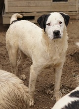 RONNY, Hund, Mischlingshund in Griechenland - Bild 29