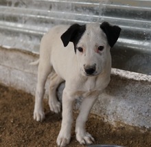 RONNY, Hund, Mischlingshund in Griechenland - Bild 3