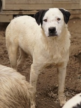 RONNY, Hund, Mischlingshund in Griechenland - Bild 30