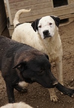 RONNY, Hund, Mischlingshund in Griechenland - Bild 31