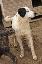 RONNY, Hund, Mischlingshund in Griechenland - Bild 32