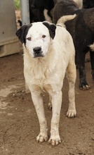 RONNY, Hund, Mischlingshund in Griechenland - Bild 33