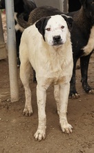 RONNY, Hund, Mischlingshund in Griechenland - Bild 34