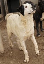 RONNY, Hund, Mischlingshund in Griechenland - Bild 35