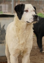 RONNY, Hund, Mischlingshund in Griechenland - Bild 36