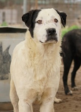 RONNY, Hund, Mischlingshund in Griechenland - Bild 37