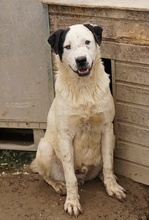 RONNY, Hund, Mischlingshund in Griechenland - Bild 38