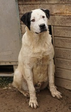 RONNY, Hund, Mischlingshund in Griechenland - Bild 39
