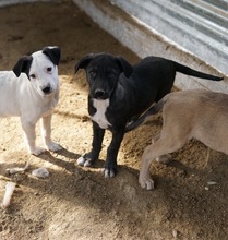 RONNY, Hund, Mischlingshund in Griechenland - Bild 5