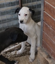 RONNY, Hund, Mischlingshund in Griechenland - Bild 8