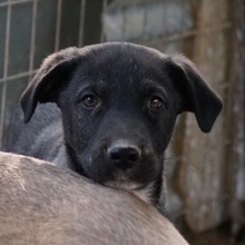 ROBI, Hund, Mischlingshund in Griechenland - Bild 1