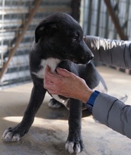 ROBI, Hund, Mischlingshund in Griechenland - Bild 11