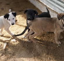 ROBI, Hund, Mischlingshund in Griechenland - Bild 13