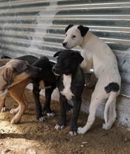 ROBI, Hund, Mischlingshund in Griechenland - Bild 17
