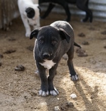 ROBI, Hund, Mischlingshund in Griechenland - Bild 18