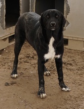 ROBI, Hund, Mischlingshund in Griechenland - Bild 19