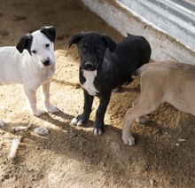 ROBI, Hund, Mischlingshund in Griechenland - Bild 2