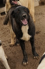 ROBI, Hund, Mischlingshund in Griechenland - Bild 21