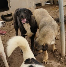 ROBI, Hund, Mischlingshund in Griechenland - Bild 22