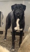 ROBI, Hund, Mischlingshund in Griechenland - Bild 27