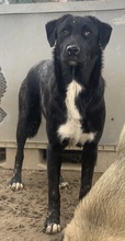 ROBI, Hund, Mischlingshund in Griechenland - Bild 28