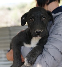 ROBI, Hund, Mischlingshund in Griechenland - Bild 3