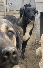ROBI, Hund, Mischlingshund in Griechenland - Bild 34