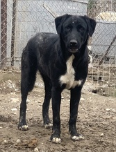 ROBI, Hund, Mischlingshund in Griechenland - Bild 35