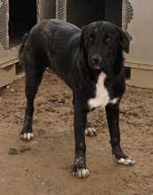 ROBI, Hund, Mischlingshund in Griechenland - Bild 37