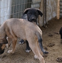 ROBI, Hund, Mischlingshund in Griechenland - Bild 4