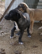 ROBI, Hund, Mischlingshund in Griechenland - Bild 6