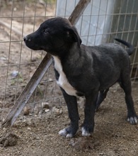 ROBI, Hund, Mischlingshund in Griechenland - Bild 7