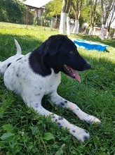ALEX, Hund, Mischlingshund in Rumänien - Bild 3