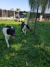 ALEX, Hund, Mischlingshund in Rumänien - Bild 4