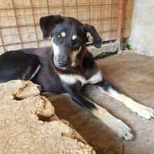 AMANTE, Hund, Mischlingshund in Rumänien - Bild 1