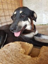 AMANTE, Hund, Mischlingshund in Rumänien - Bild 2