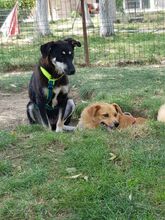 AMANTE, Hund, Mischlingshund in Rumänien - Bild 3
