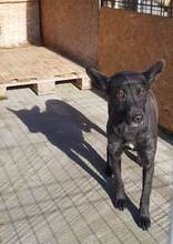 LAIKA, Hund, Mischlingshund in Rumänien - Bild 2